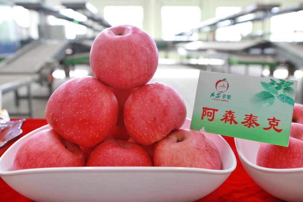 宜川苹果中央新闻宜川苹果多少钱一斤